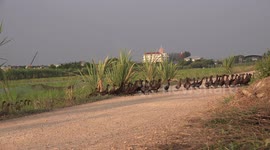 3000 ducks return from a day in the paddy field and cross a small road.