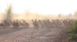 3000 hungry ducks stampede out to the paddy fields in a blaze of dust, and return at a much slower pace on full bellies in the evening.