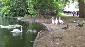 Pelicans march into St James Park pond to Trooping the Colour music while swan with ducklings swim to the shore