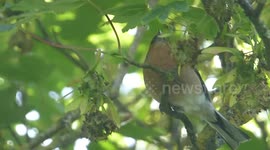 Lovely chaffinch!