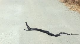 Snakes in Love