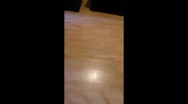 Fox cub came inside house