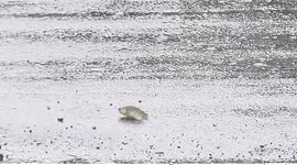 Q: Why did the fish cross the road? A: To get to the other pond