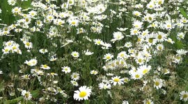 Daisies in the wind in St James Park in London