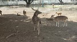 the 6-horned deer combines the deer and deer hordes