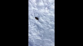 Mouse running around skis in ski resort in the Swiss Alps