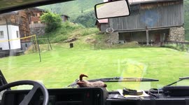 Bird flying into car windshield repeatedly
