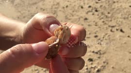 Woman scared by crab climbing out of shell, throws it away
