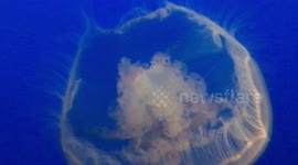 Jellyfish at the Monterey Bay Aquarium