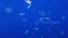 Small jellyfish at the Monterey Bay Aquarium