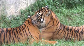 Sumatran tiger becomes tough stud at Indonesian zoo despite its limp