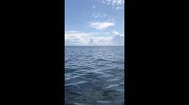 Stand Up Paddleboarding with Dolphins - Cornwall