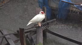 Today was too wet even for this duck to go for a swim in his pond.
