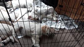 Puppies chilling after a long night out