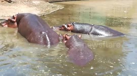 Hippo Family  Enjoys Their Morning swim