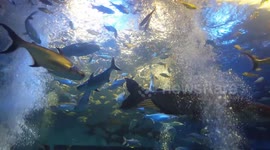Beautiful fish in an aquarium in Thailand.