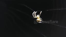 Spider spins web in household lamp