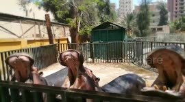 Young boy feeds row of hungry, hungry hippos at Egyptian zoo