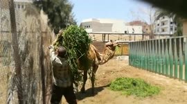 African Camel Enjoys His Stay In Zoo Morning Daily Grass