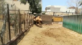 Female Camel Prefers Fresh Snacks By visitors