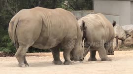 rhinoceros are so weird