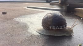 Hot Summer. A snail is crawling along an old, rusty trailer. Old instruments all around her