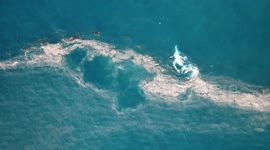 Humpback whale seen swimming through floating garbage off Sydney coast