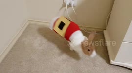 Bunny Flips over backwards trying to remove his Santa suit!