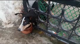 Indian firemen rescue puppy with head stuck in iron gate