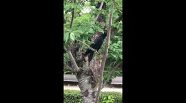Chatty Japanese Crow