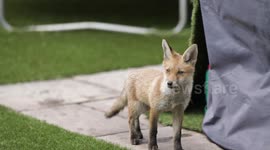 Entire family of 'cute' foxes move into Bristol garden