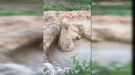 Baby elephant gets stuck in 2-metre-deep mud hole in China