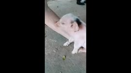 Newborn piglet naps on elder woman's arm in Vietnam