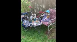 Dogs hold drinks party to enjoy hot weather in New Jersey