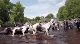 Travellers take their horses for a swim at Appleby Horse Fair