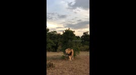 True king of the jungle! Lion roars out across Kenyan savannah