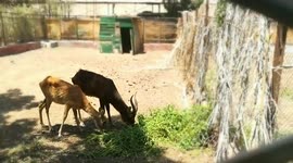 African Deers Adore Morning Grass