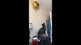 Cat attempts to steal balloon