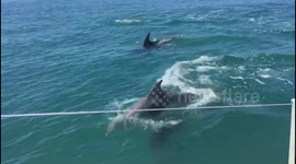UK sailor greeted by pod of twenty dolphins who kept playing with her yacht