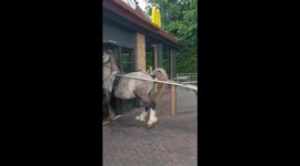 Hungry horse tries to skip drive-thru queue to get served at UK McDonald's
