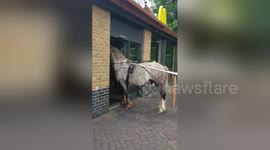 Hungry horse tries to skip drive-thru queue to get served at UK McDonald's