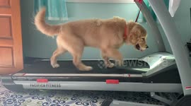 Time to get fit! Energetic golden retriever exercises on treadmill