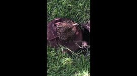 Honeybee Mayhem in Texas