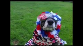 MOST PATRIOTIC DOG EVER 4th of JULY!