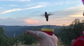 US woman feeds hummingbirds out of the palm of her hand