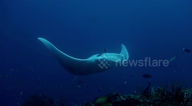 Diver captures rare footage of a massive albino manta ray