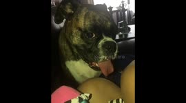 Funny Dog makes motorcycle sounds