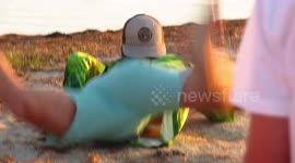 Falling on fiddler crabs.