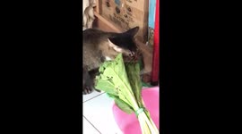 Funny cat eats raw vegetable