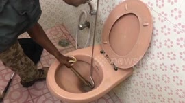 Spectacled cobra rescued from toilet bowl in southern India